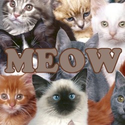 MEOW