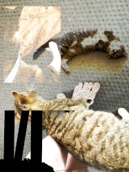 Freeroam 71 :: those freaking animals