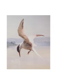 From Wire, for Wings