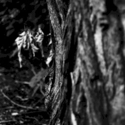 Near the Flogging Landscape