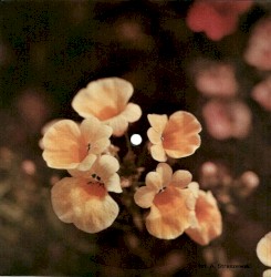 Śpij maleńka spokojnie