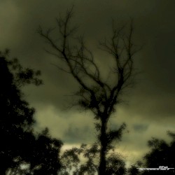 They're Harvesting our Organs LP