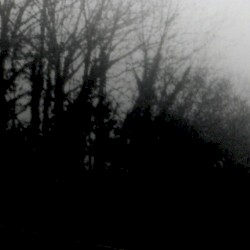 No Light Penetrates the Canopy