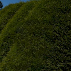 willow (90’s trend remix)