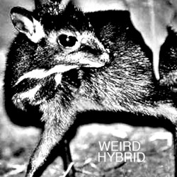 Weird Hybrid