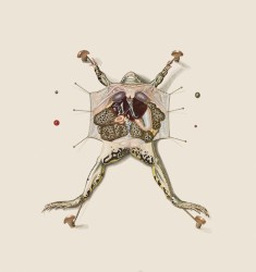 Over The Corpse of a Study