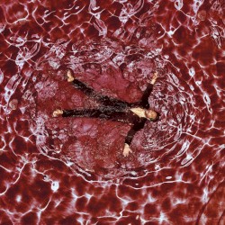 Muse in Motion (remix)