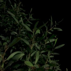 Of Crickets and Red Eye Flights