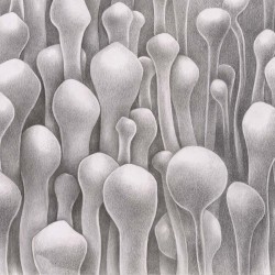 Hiroshi Hasegawa & Vitaly Maklakov