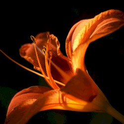 The Radiant Nectar of Life