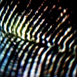 Kneel Before the Extinction