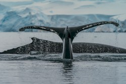 The Isolation Concerts, Volume 6