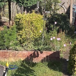suburban pastoral