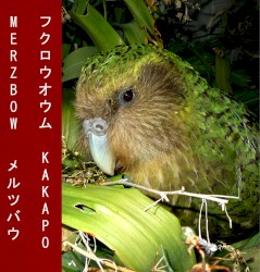 Kakapo