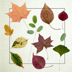 California Dreaming / The Weatherman