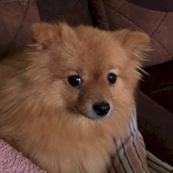 ANOTHA TRIPLET HARDCORE ZONG