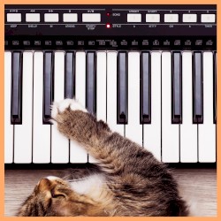 You've Got a Kitty on a Timer