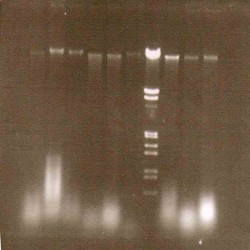 Synthetic Hybridization