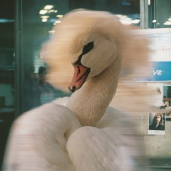 Momentos de Amar / You're like a swan