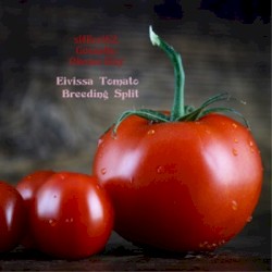 Eivissa Tomato Breeding Split