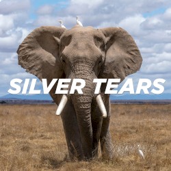 Silver Tears