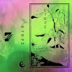 Rainbow Eucalyptus