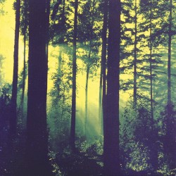 Forests of Witchery