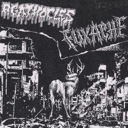 Agathocles / Fuxache