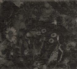 Songs of Flowers & Skin