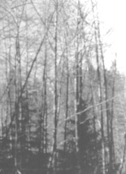 Circle of Salt / Taggarik