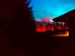 Woodpeckers and Crows