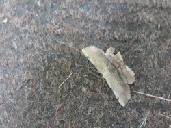 A Listen to Fairchild--Ambience-1