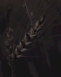 We Are the Wild Crops of Divinity