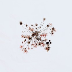 Loon Moon (IMANU remix)