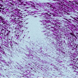 State‐Mandated Slaughter