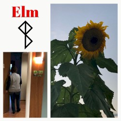 Elm