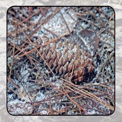 Moonlit Missive #88: Beside the Dark Leaves of the Grove