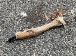 Freeroam 137 :: Real-Light Relations From the Second Meeting Which Now Achieved Near Doubleweek Transcendence V -- "Even in Death a Deer Still Makes My Year"