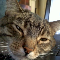 I love you, meow and forever.