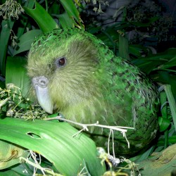 Swag Kakapo Beats Volume One
