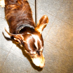 Fiffi der kleine Mops