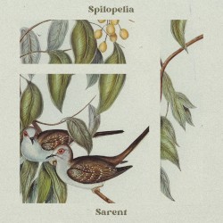 Spilopelia