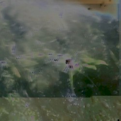 A Sonic Portrait Live