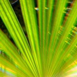 Green Light Sourse (Live Recordings)