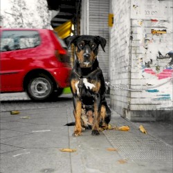 Keine Blumen für dich