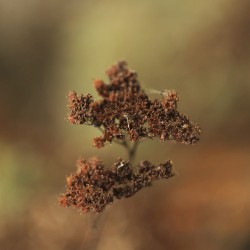сегодня дурной день