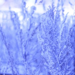 Kace