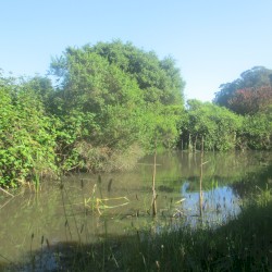 Small Pond at Pinole Shores Park