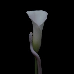 Parrhesia