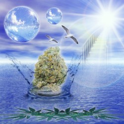 ✮triplicando0lamerma>:) ✮